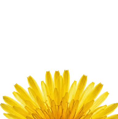 A close-up of the bottom half of a yellow dandelion against a black background.