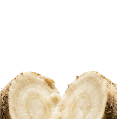 A close-up of a sugar beet cut in half, showing the white flesh and rings, against a black background.