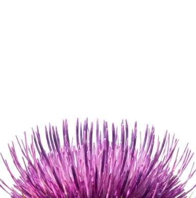 A close-up of the lower half of a purple thistle flower against a black background.