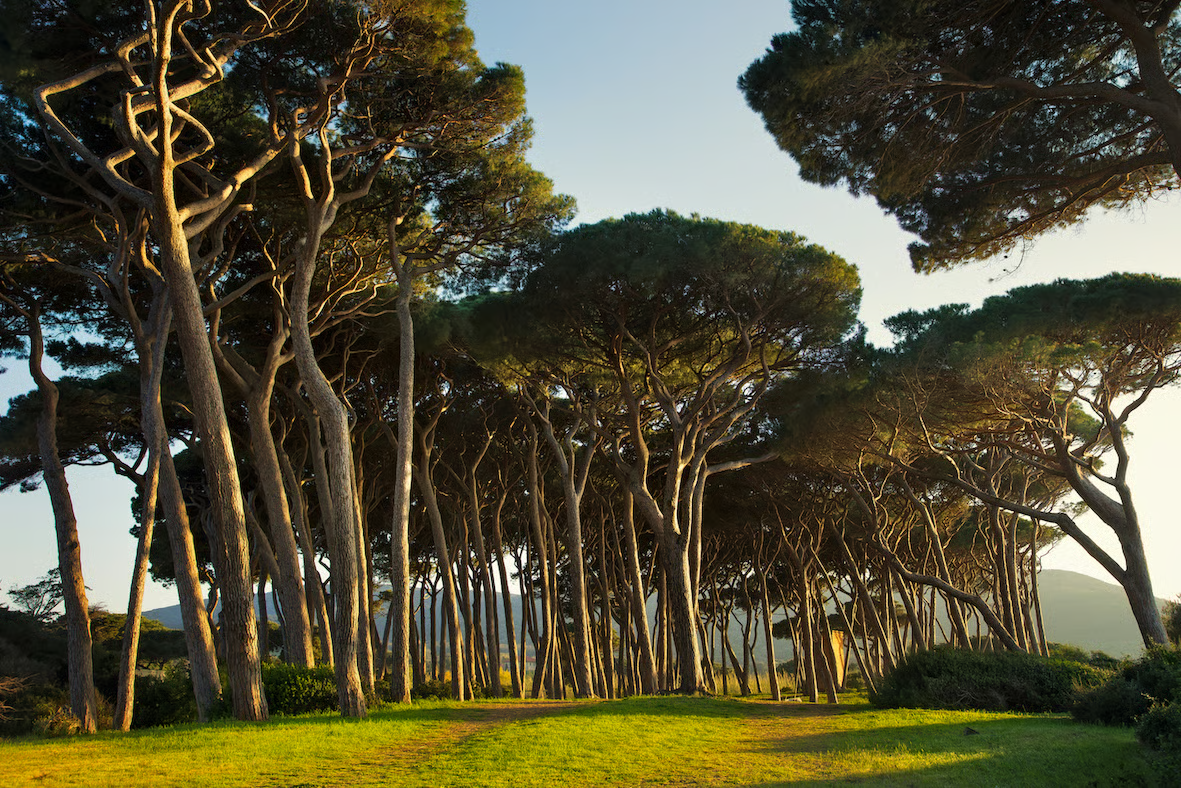French maritime pine forest on the southwest coast of France
