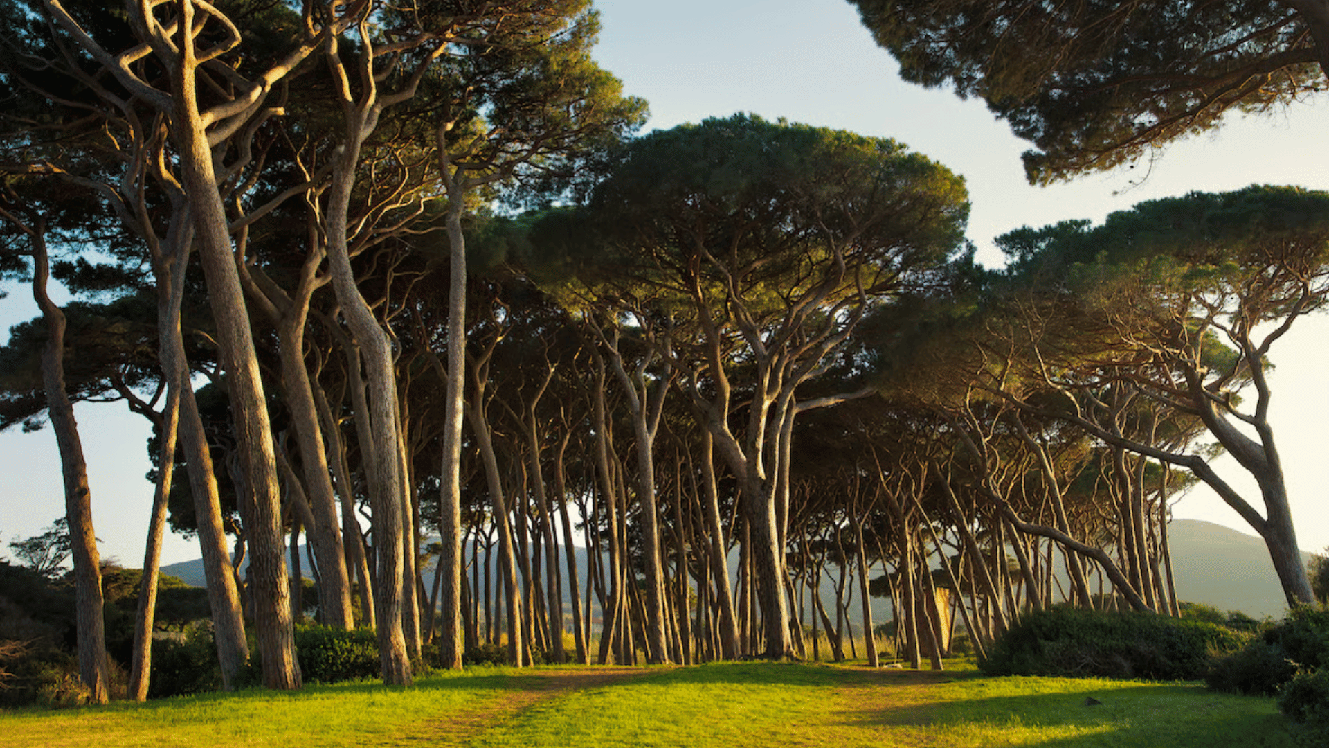 Les Landes de Gascogne forest in France