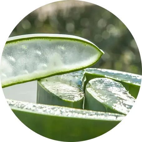 Close-up of sliced aloe vera leaves with gel exposed.