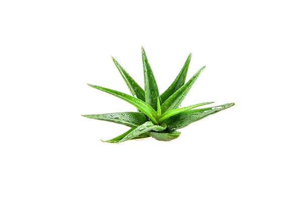 A small green aloe vera plant against a transparent background.