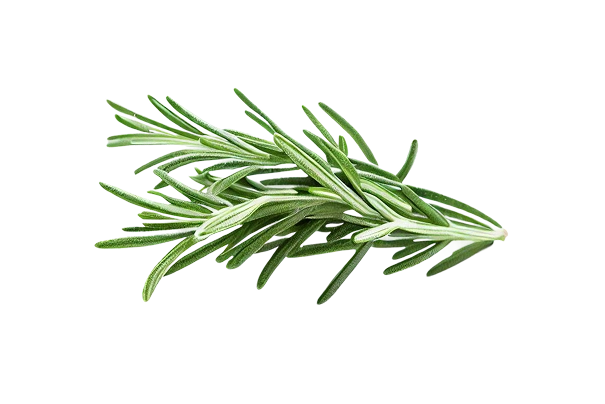 A sprig of fresh rosemary on a transparent background.