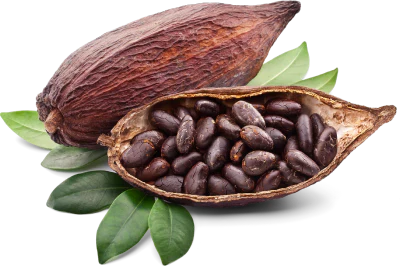 Cocoa pod with beans on green leaves.