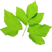 Three bright green leaves on a white background.