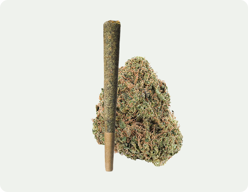 A cannabis pre-roll standing upright next to a single cannabis bud against a plain light background.