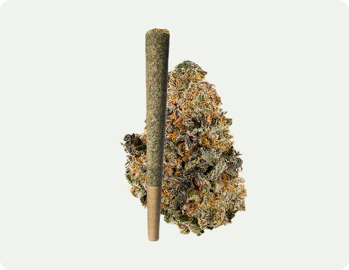 A cannabis pre-roll joint standing upright next to a large, dried cannabis bud against a plain background.