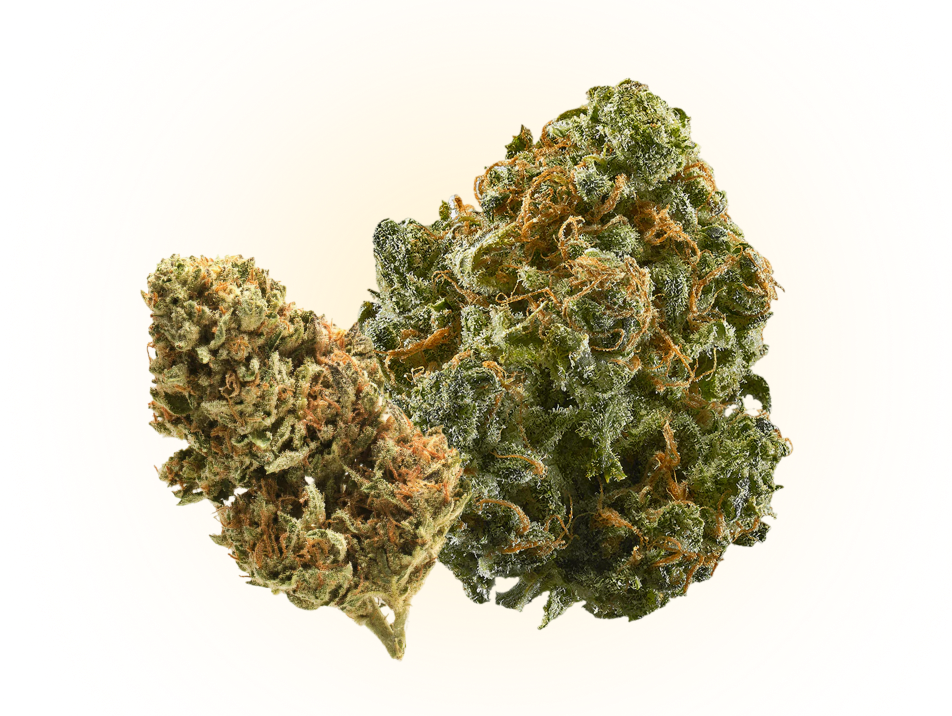A close-up photograph of two dried cannabis buds on a plain, light-colored background.