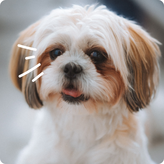 A hand parts the fur of a small dog, revealing red, irritated skin underneath.