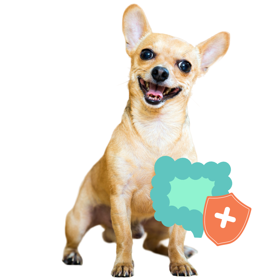 A smiling tan Chihuahua sits in front of a white background with a cartoon gut health icon.