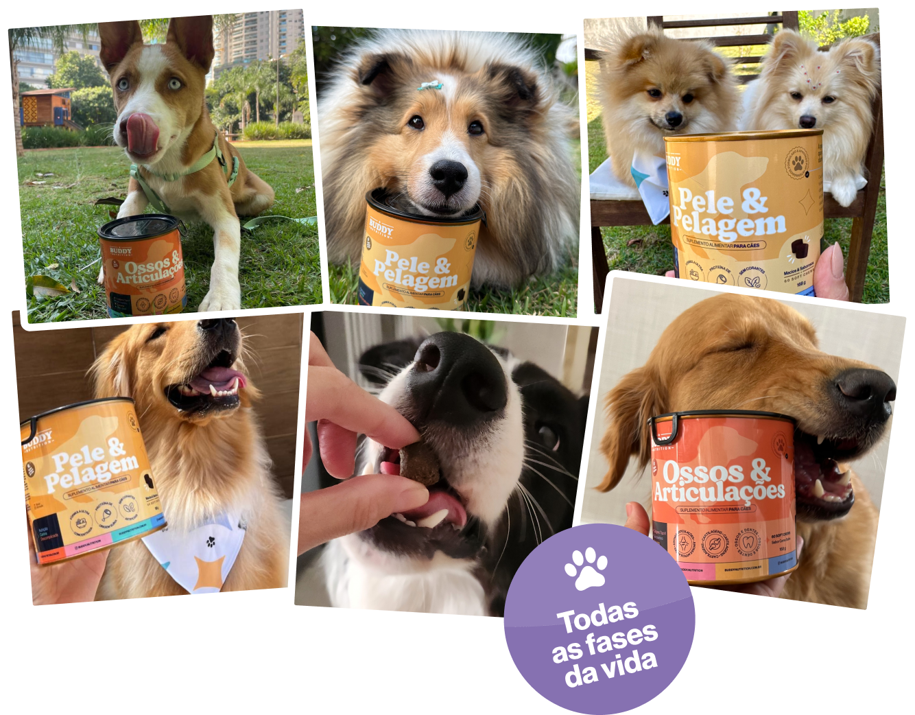 A photo collage of several happy dogs with containers of Buddy Nutrition pet food supplements.