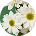 A pixelated, circular close-up of several white daisies with yellow centers.