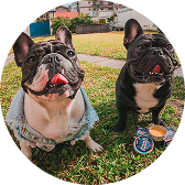 A circular, wide-angle photo of two French bulldogs sitting on a grassy lawn with their tongues out.
