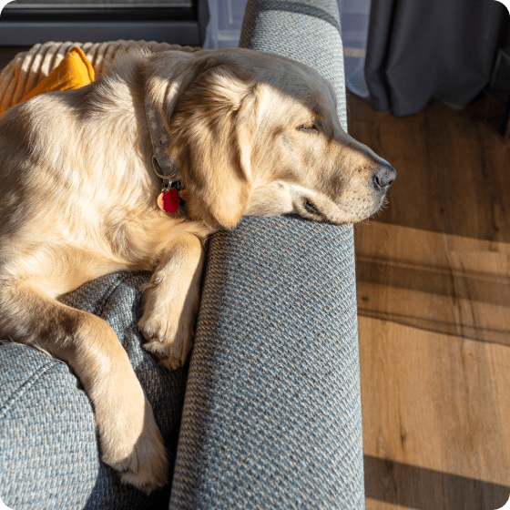 A golden retriever sleeping on the arm of a grey armchair in the sunlight.