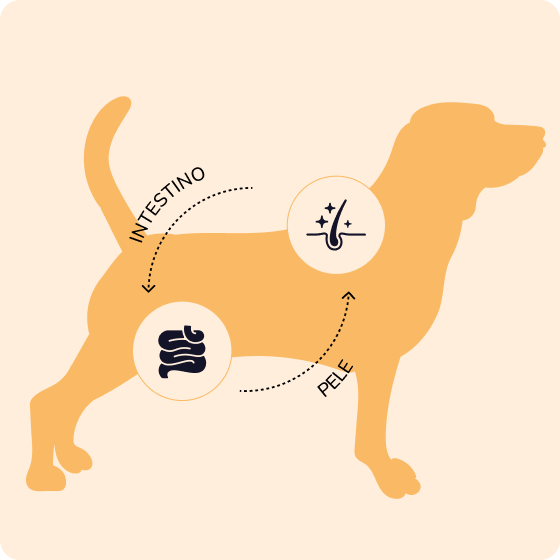 An infographic on a dog silhouette showing the relationship between gut health (intestino) and skin health (pele).