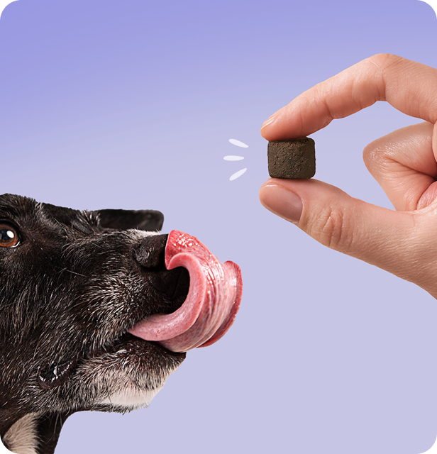 A hand holds a small brown treat for a black dog licking its nose.