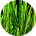 A low-resolution, oval-shaped image of vertical green and black lines.
