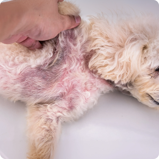 A hand parts the fur of a small dog, revealing red, irritated skin underneath.