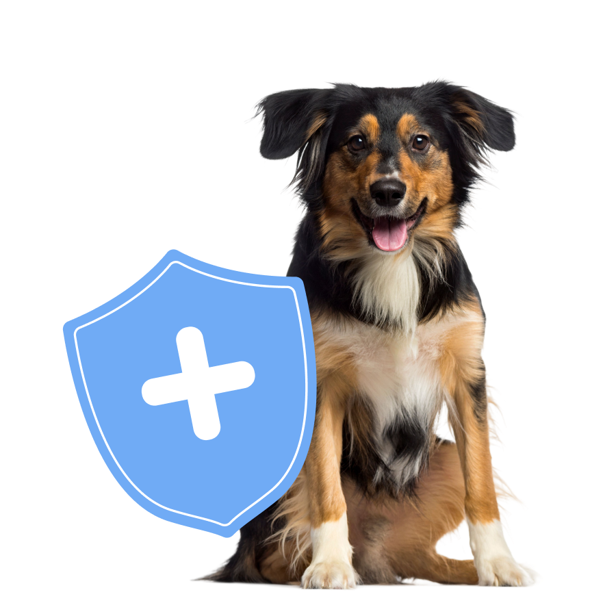 A tri-color dog sits against a white background next to a blue shield with a white plus sign.