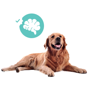 A golden retriever lying down next to a teal circular icon of a brain with a checkmark.