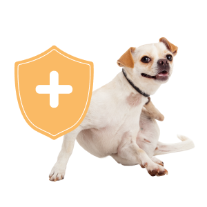 A small dog scratching itself next to a yellow shield icon with a plus sign.