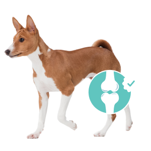 A brown and white basenji dog standing with a graphic overlay of a healthy joint on its leg.