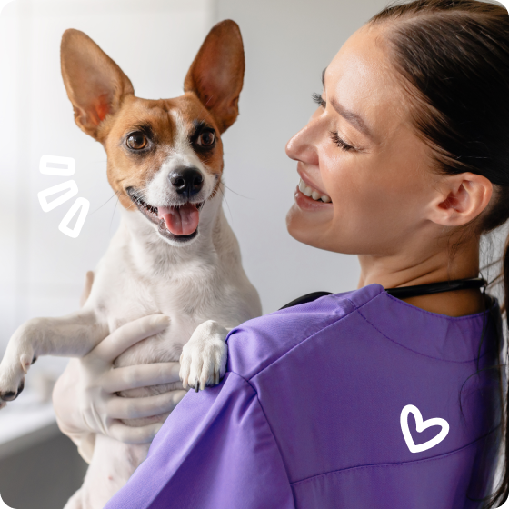 A smiling veterinarian in purple scrubs holds a happy Jack Russell Terrier over her shoulder.