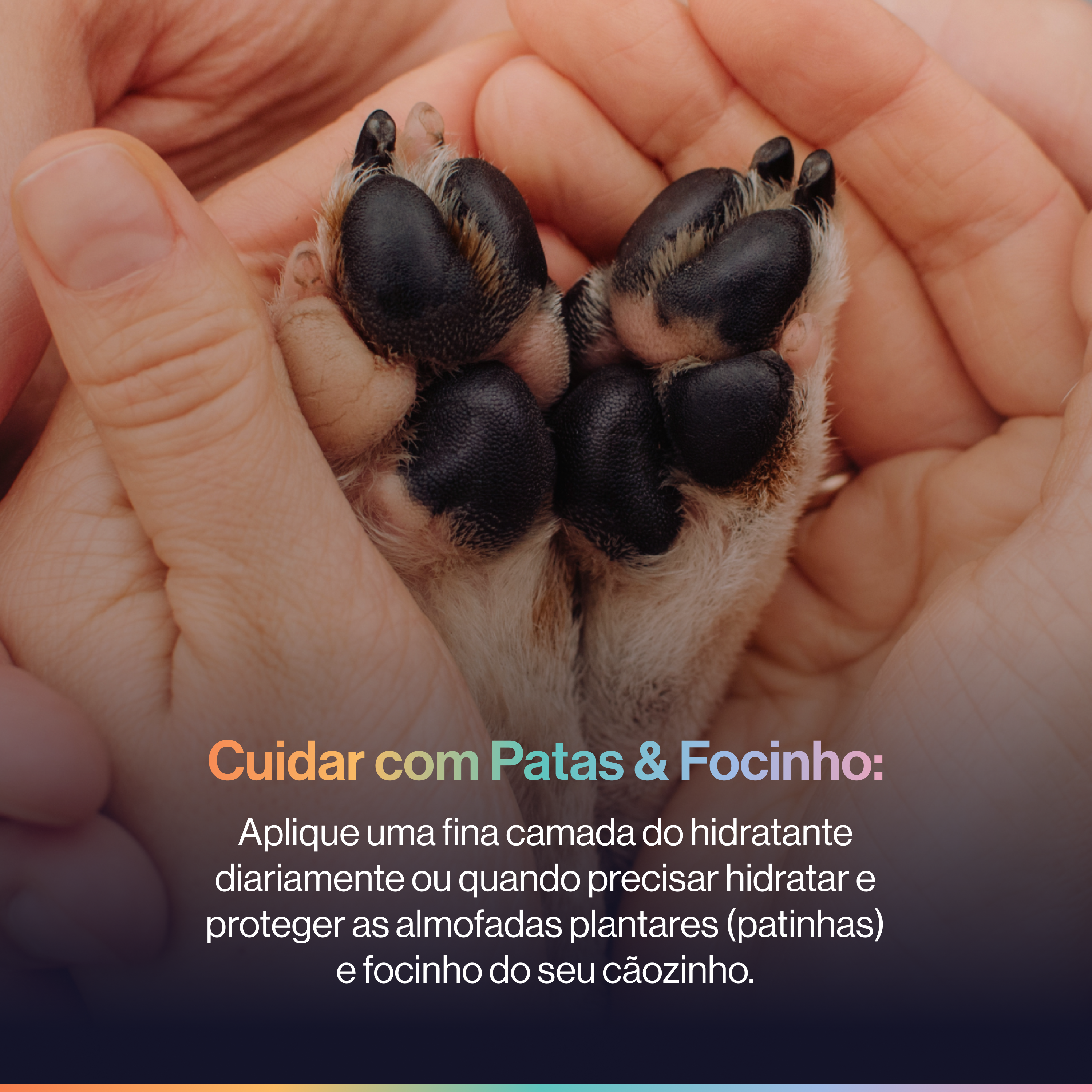 A close-up of a person's cupped hands holding the pads of a dog's paws.
