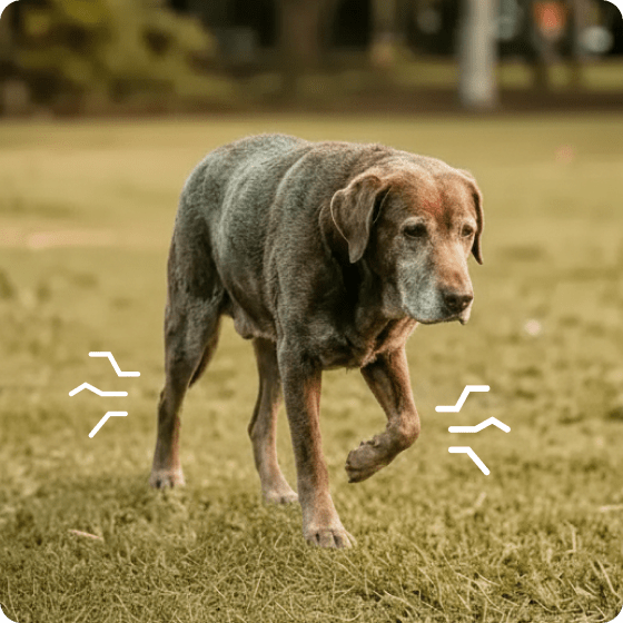 An elderly, gray-muzzled dog with stiff-looking legs walks slowly across a lawn.