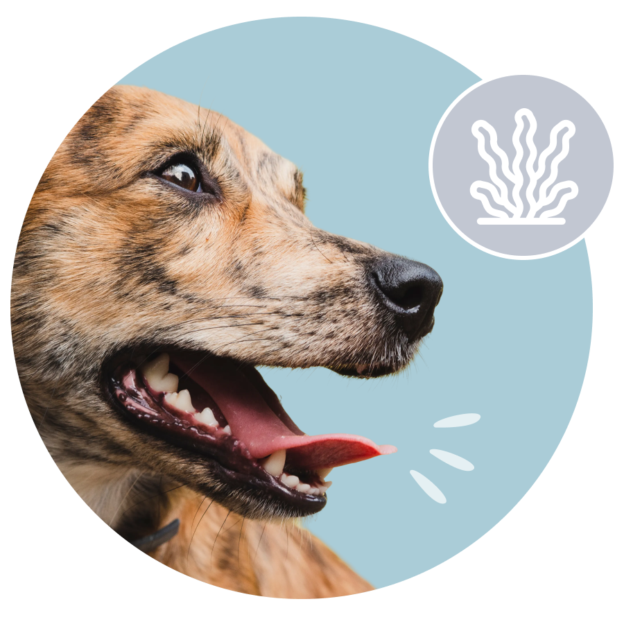 A close-up profile of a brindle dog panting, with a graphic icon of seaweed in the background.
