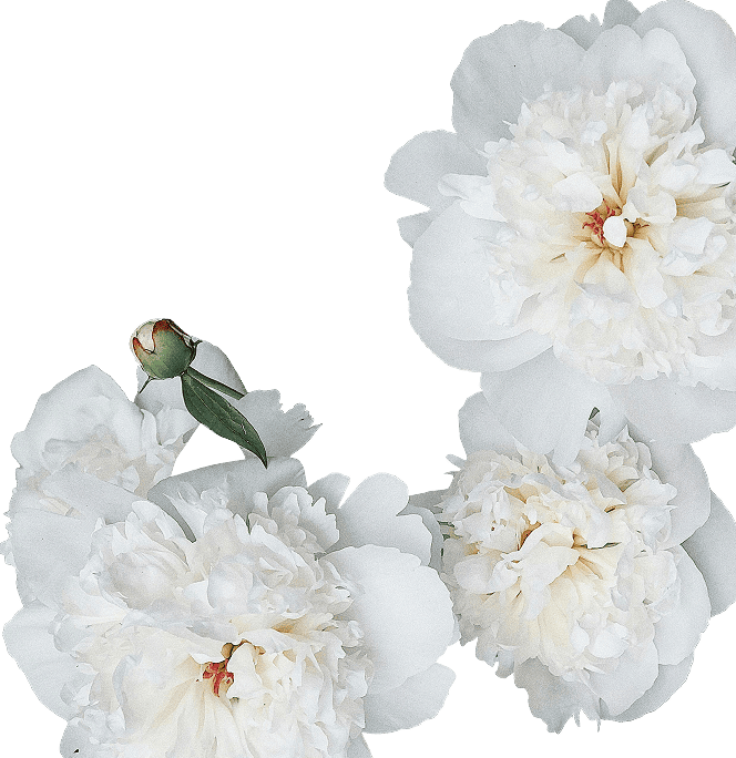 Several large white peonies and a single green bud arranged against a plain white background.