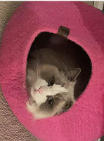 Cat peeking out from a pink, heart-shaped cat bed.