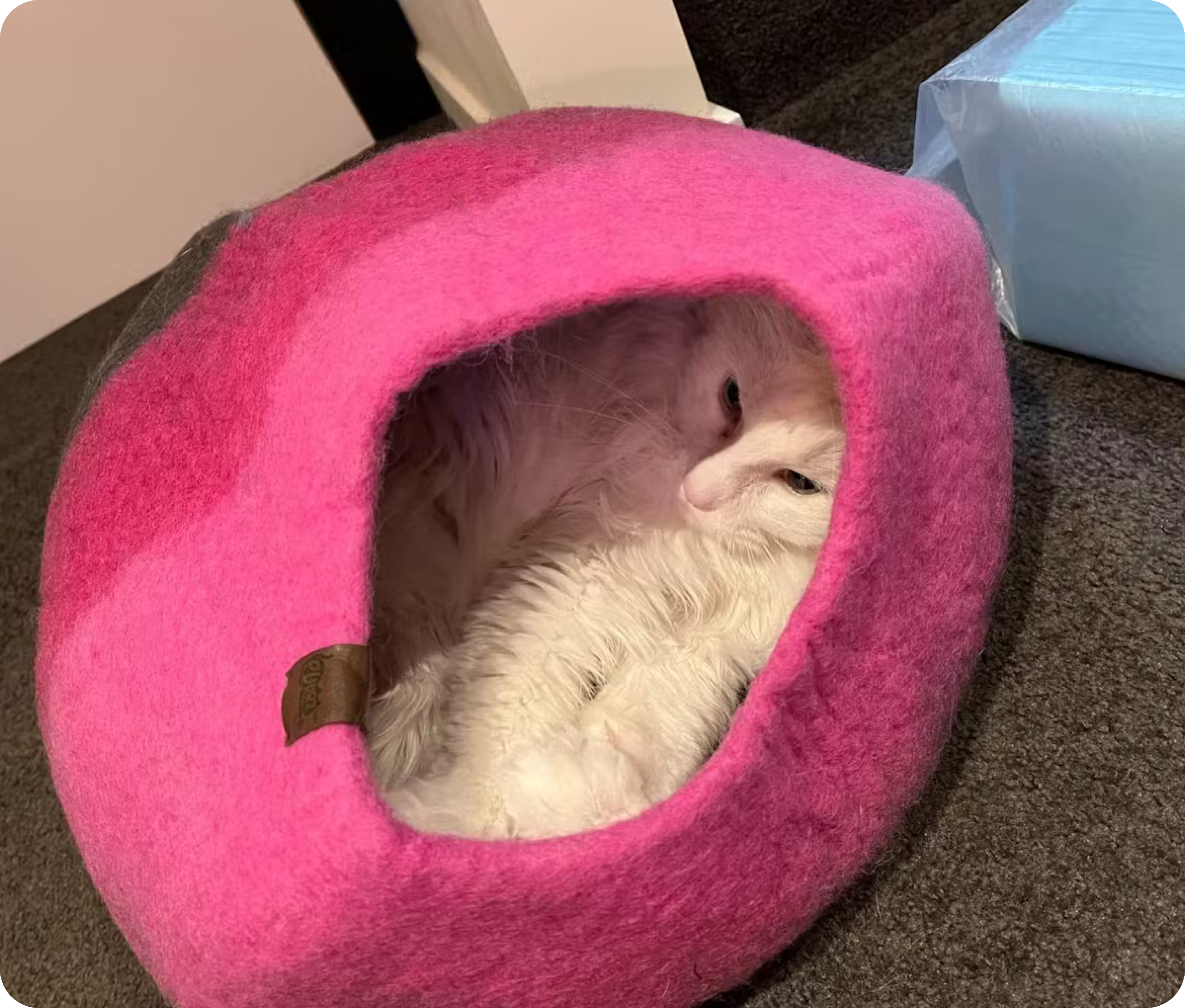 White cat lying inside a pink felt bed on a carpeted floor.
