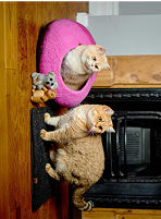 Two cats in a room, one in a pink bed, and toys nearby.