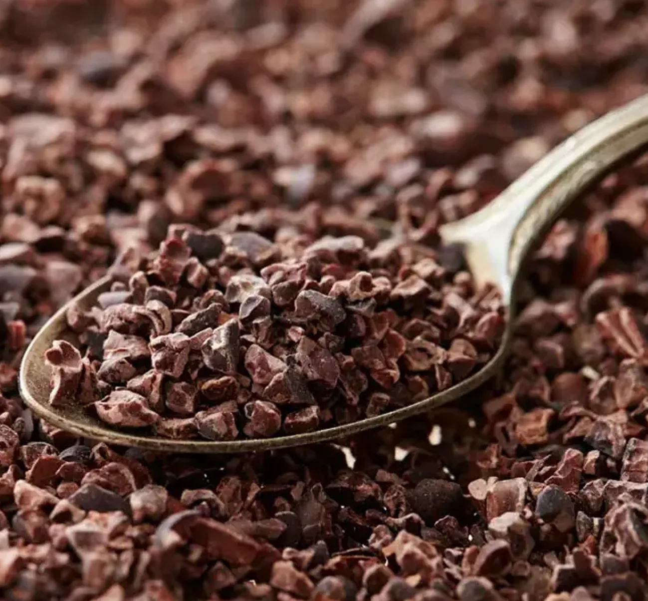 A close-up of a metal spoon holding a scoop of crushed cacao nibs.