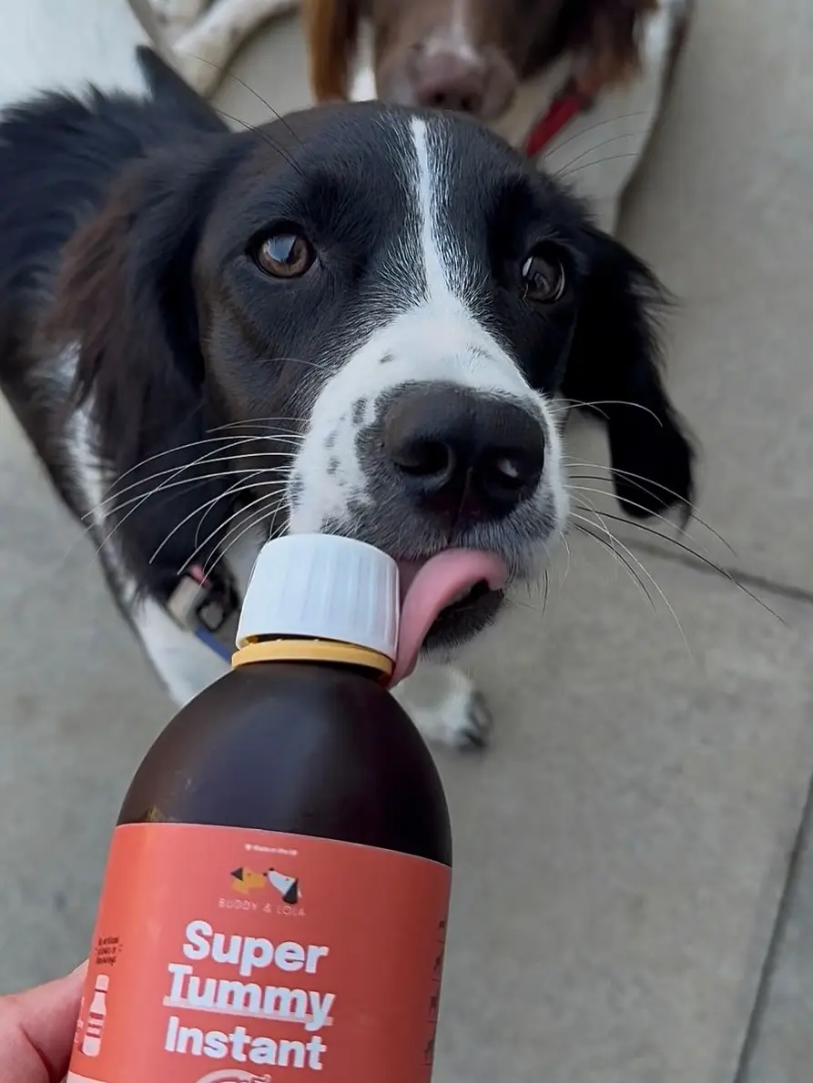 A black and white dog licks the cap of a bottle of Super Tummy Instant dog supplement.