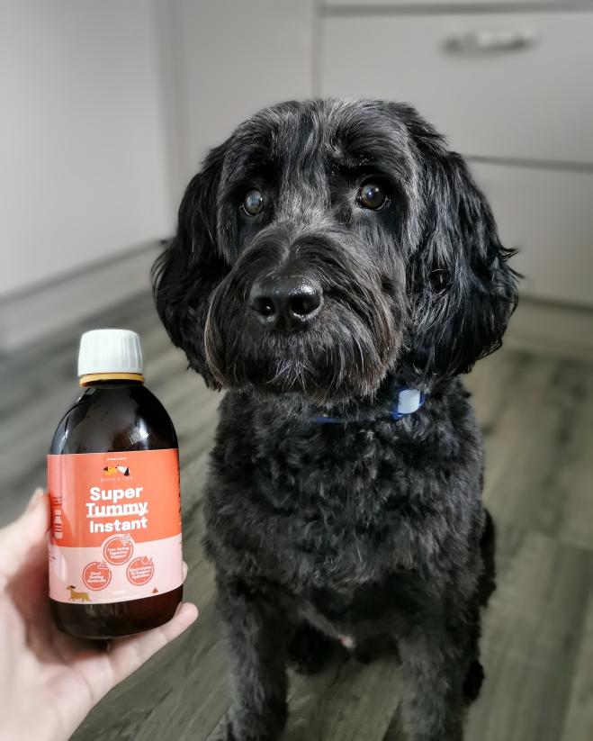 A black, scruffy dog sits next to a hand holding a bottle of Super Tummy Instant.