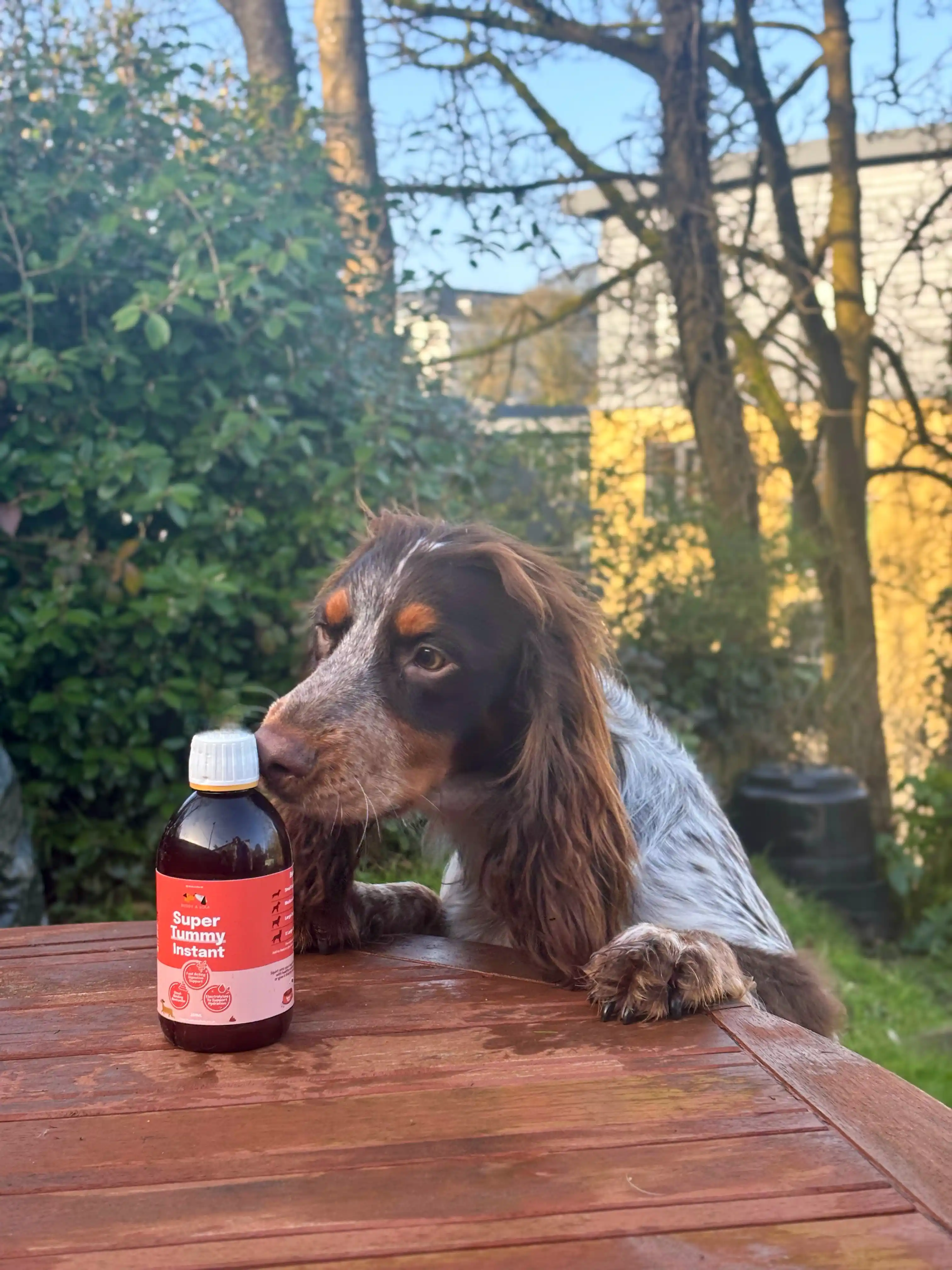 A brown and white dog with its paws on a wooden table sniffs a bottle of Super Tummy Instant.