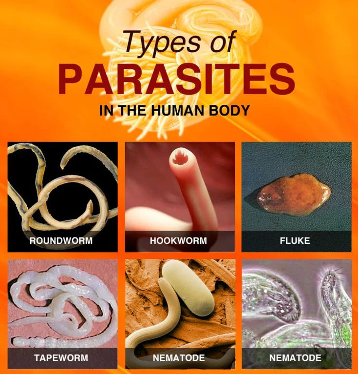 Diagram showing different types of human parasites: roundworm, hookworm, fluke, tapeworm, nematode.