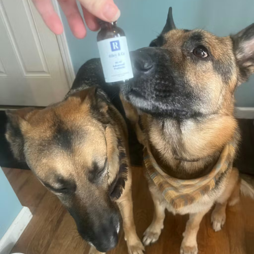 A person holds a small bottle in front of two German Shepherd dogs, one of whom sniffs it.