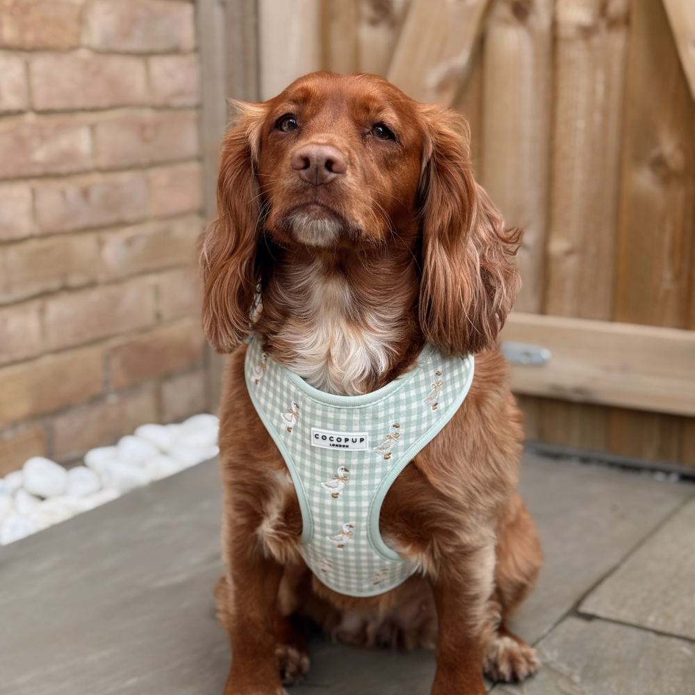 A brown, long-eared dog sits on a stone patio wearing a light green and white gingham harness.