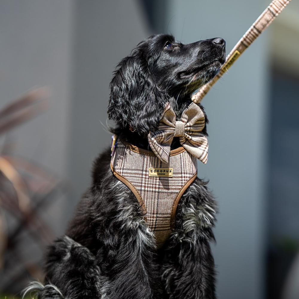 A black dog looks up while wearing a plaid harness with a matching bow tie and leash.