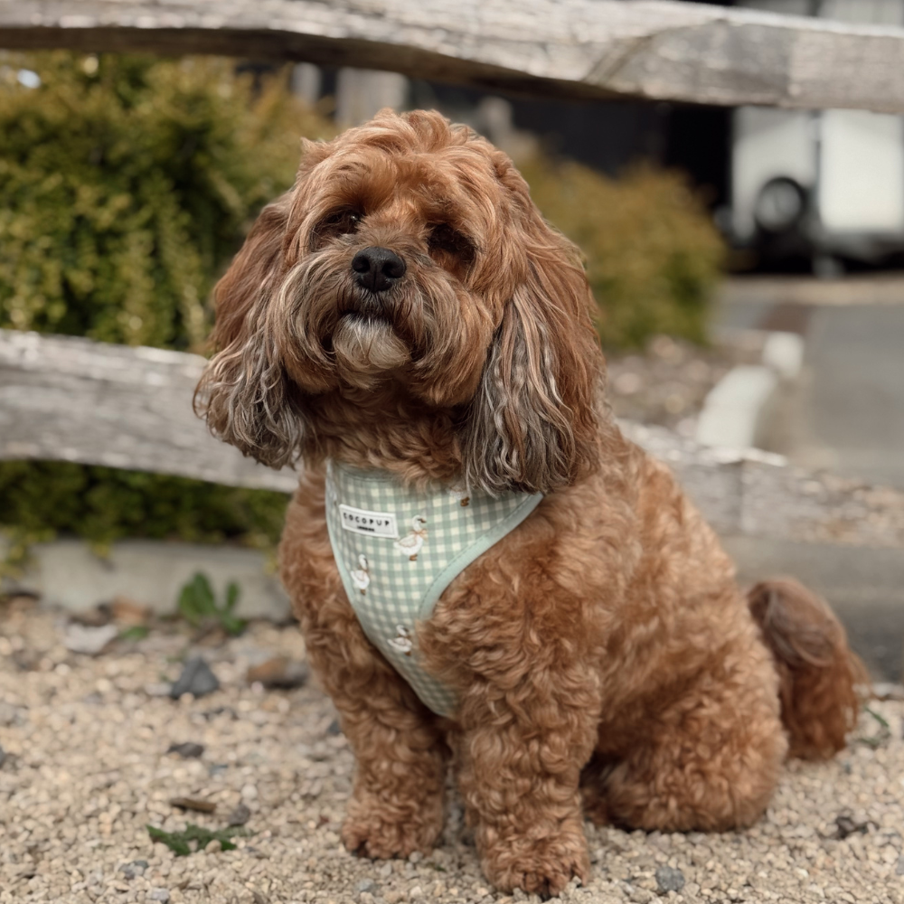 A fluffy brown dog wearing a green and white gingham harness sits on a gravel path outdoors.
