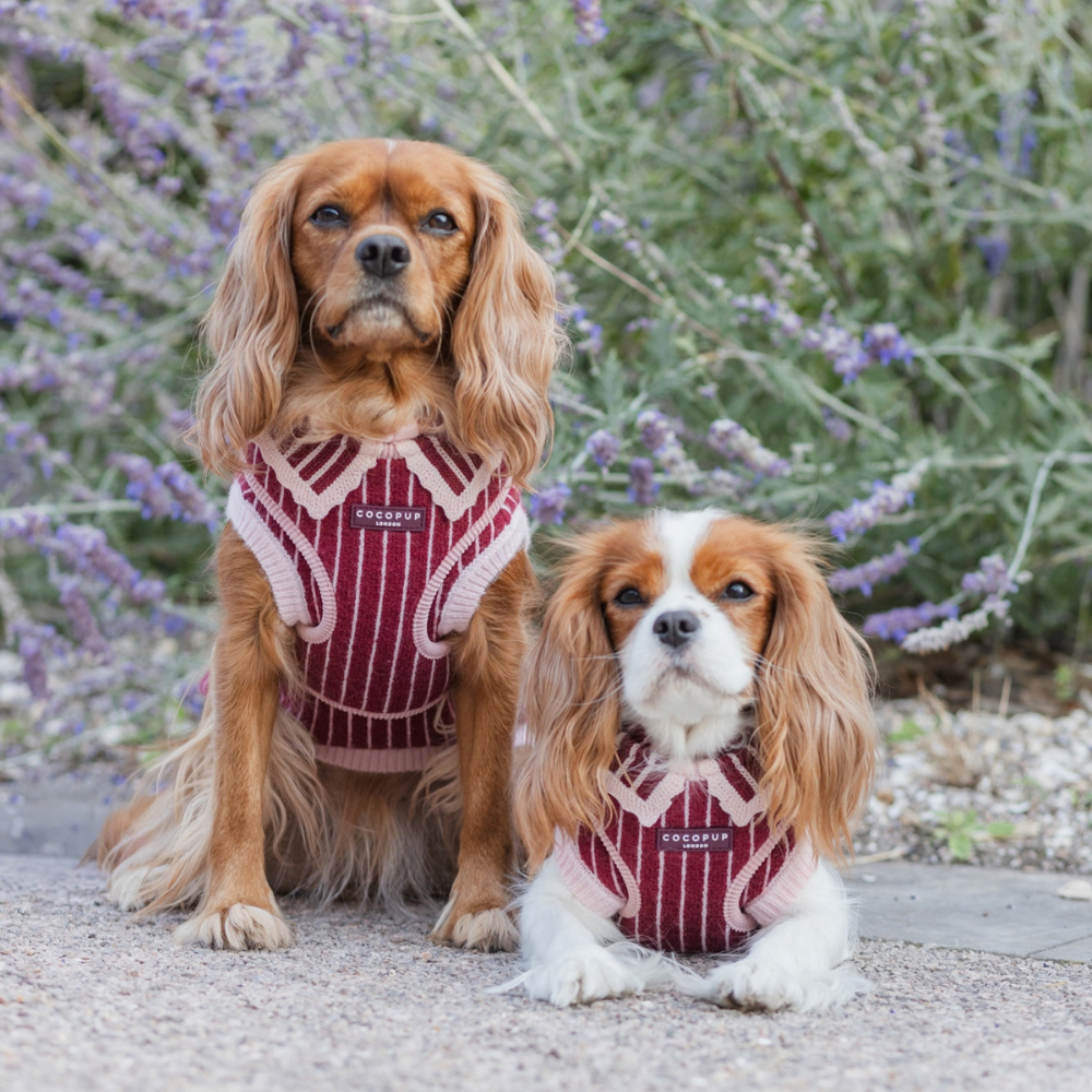 Two Cavalier King Charles Spaniels in matching striped sweaters pose outdoors in front of purple flowers.