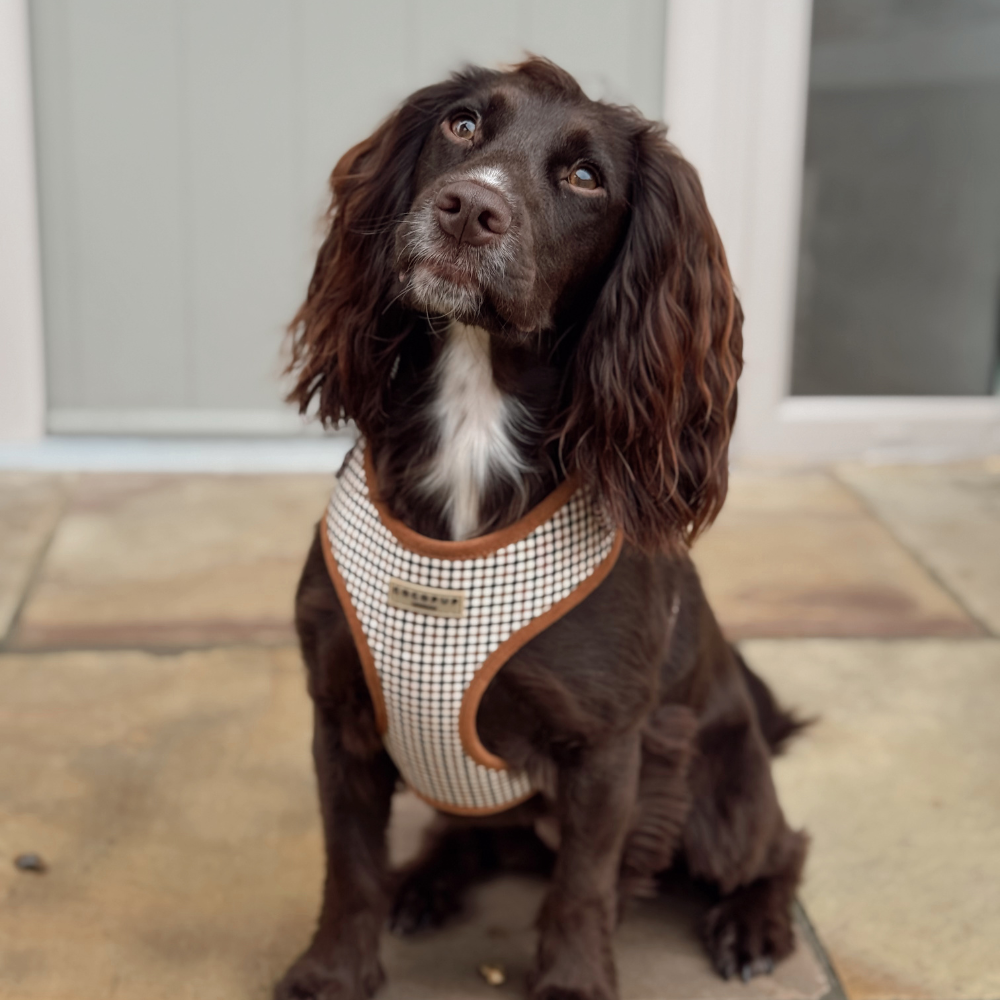 A brown, long-eared dog in a checkered harness sits on a stone patio, tilting its head.