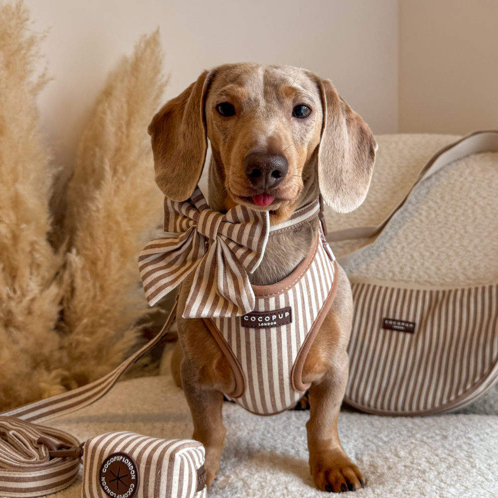 A dachshund wearing a brown and white striped harness and a large matching bow, looking at the camera.