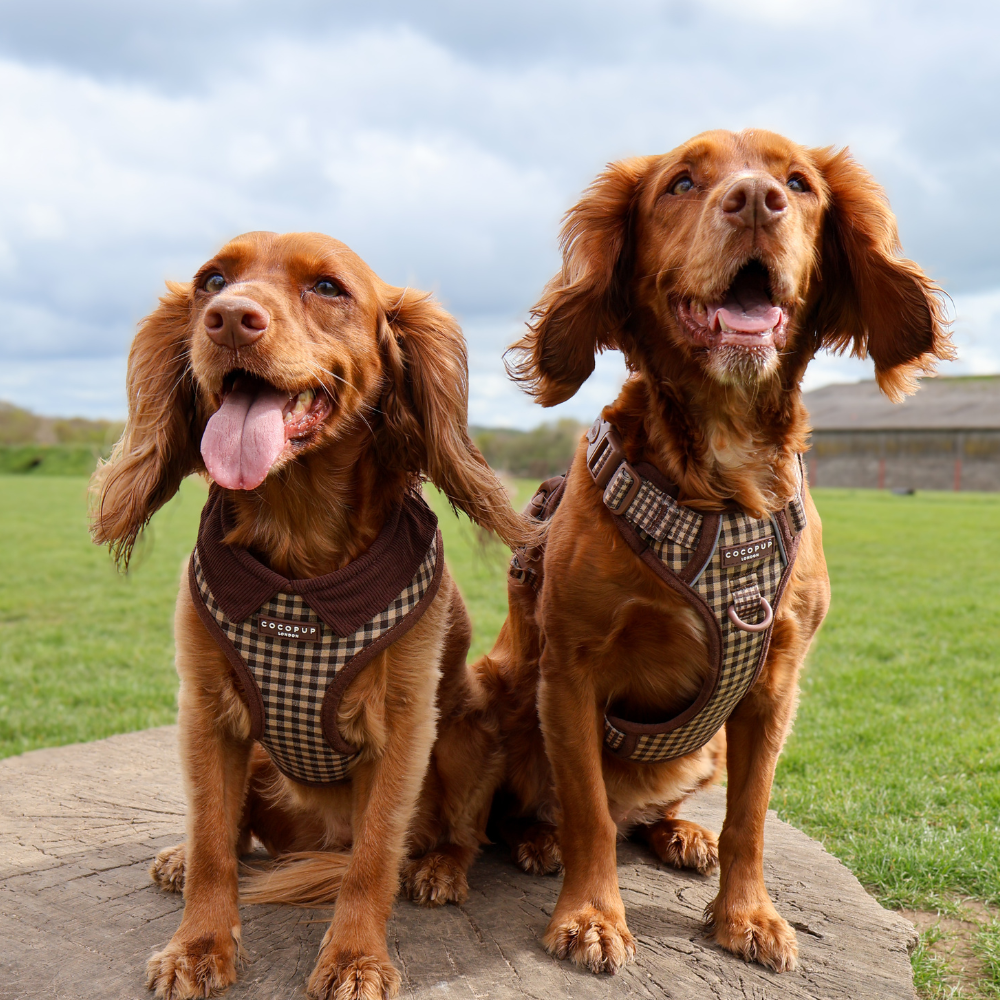 Two brown cocker spaniels in matching checkered harnesses sitting on a log outdoors.