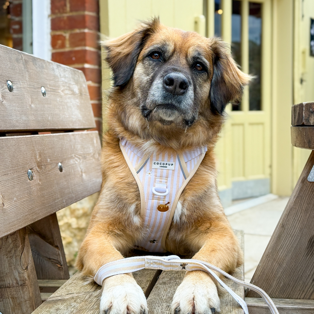 A fluffy brown and black dog wearing a striped harness sits on a wooden bench looking at the camera.