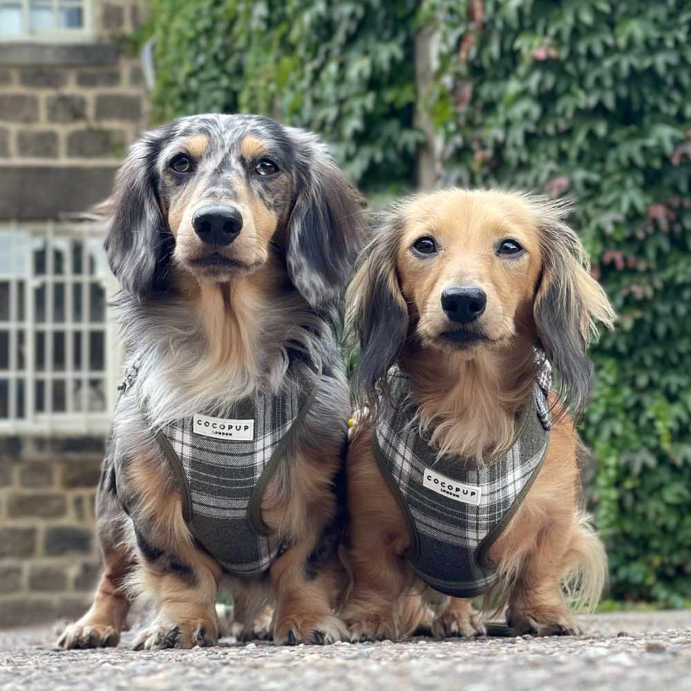 Two long-haired dachshunds in matching plaid harnesses sit side-by-side outdoors.